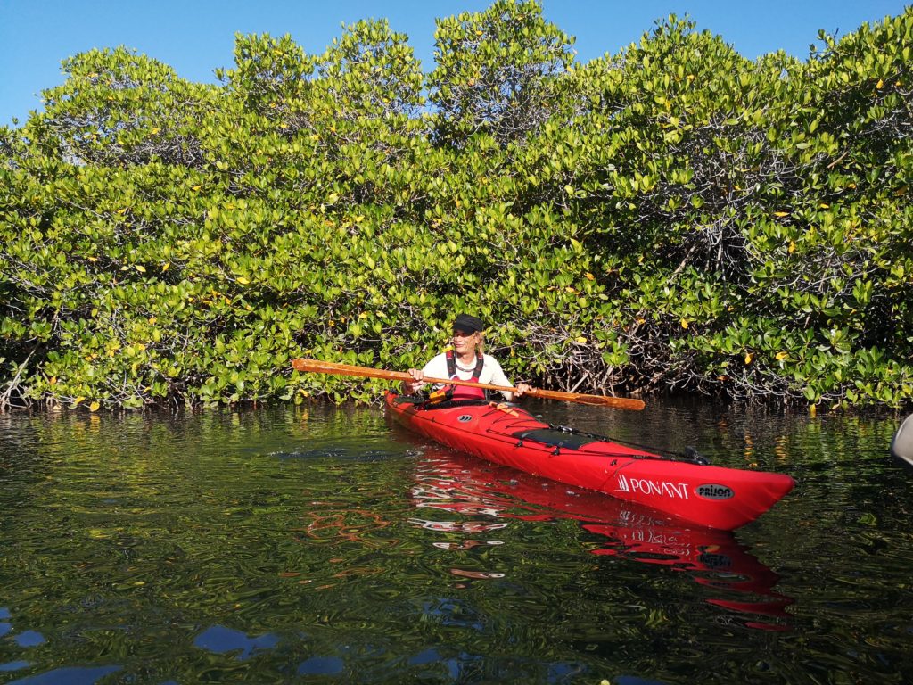 Un kayakiste randonne en kayak de mer dans la forêt de mangrove