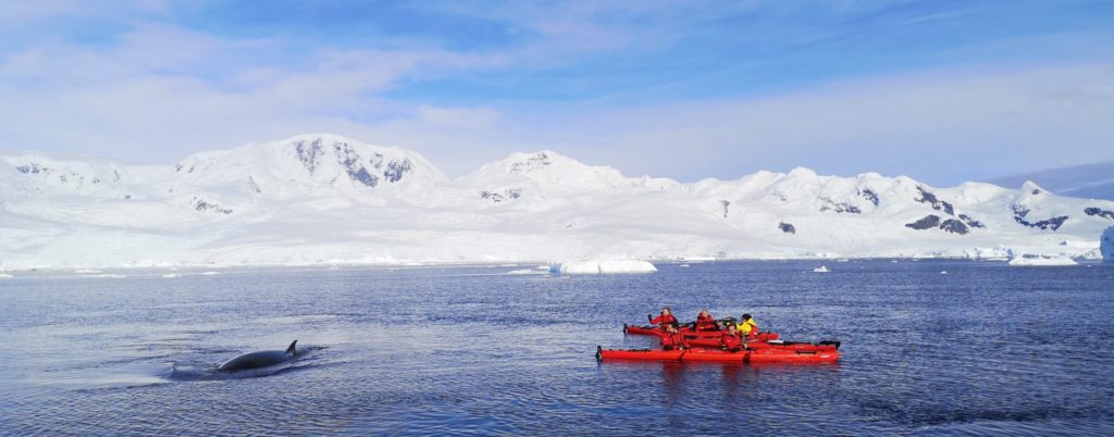 Une baleine de Minke vient observer les kayakistes